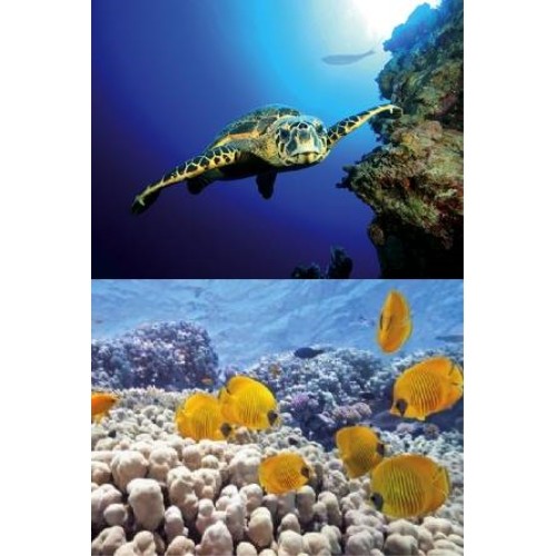 Tetra Decoart Turtle & Reef Poster