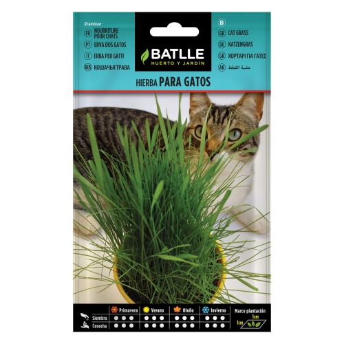 Batlle Cat Grass Seeds For Healthy Digestion