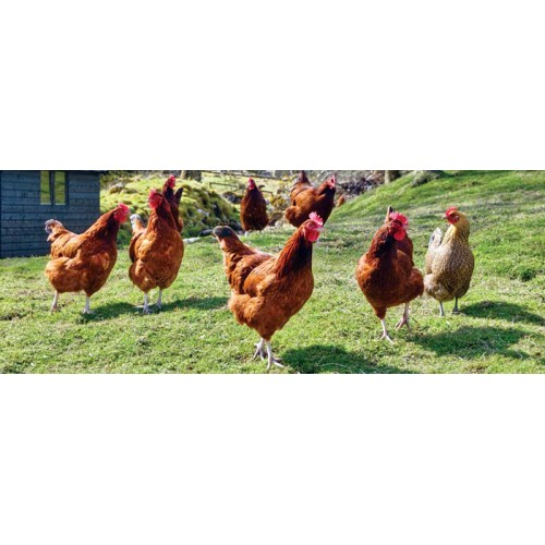 Granulated Laying Hens Food 25 Kg