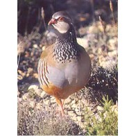 Complete Partridge Maintenance Feed