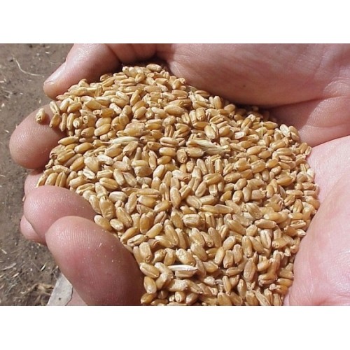 5 Kg Wheat for Animals and Humans