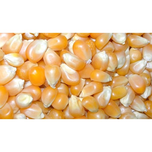 Corn 25 Kg