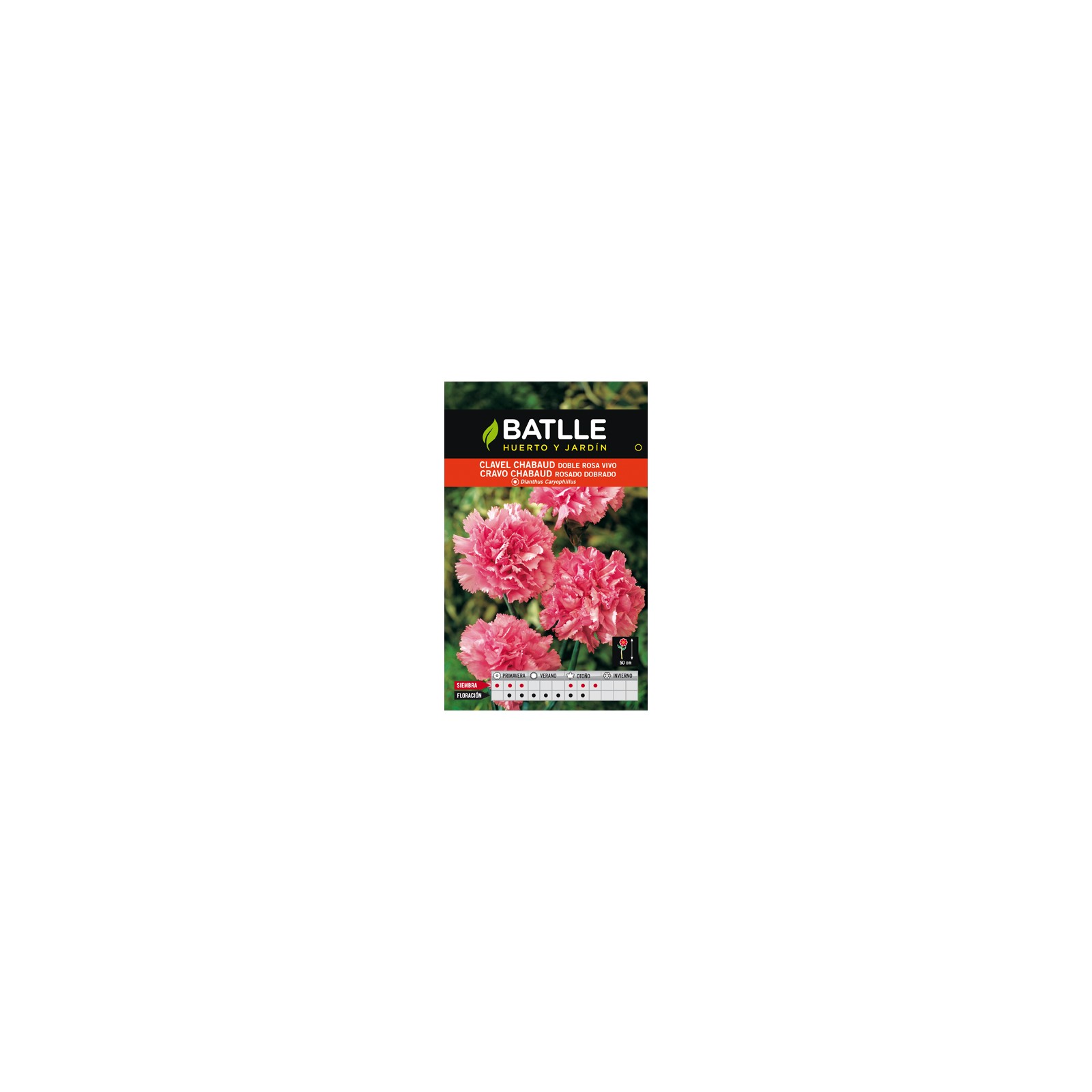 Chabaud Pink Carnation - Elegant Annual Flower