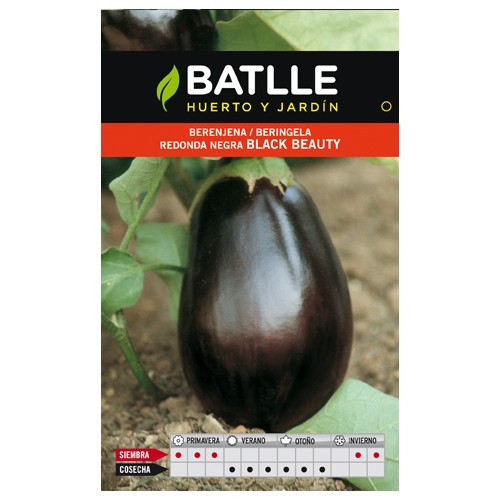 Black Beauty Round Eggplant for Gardening