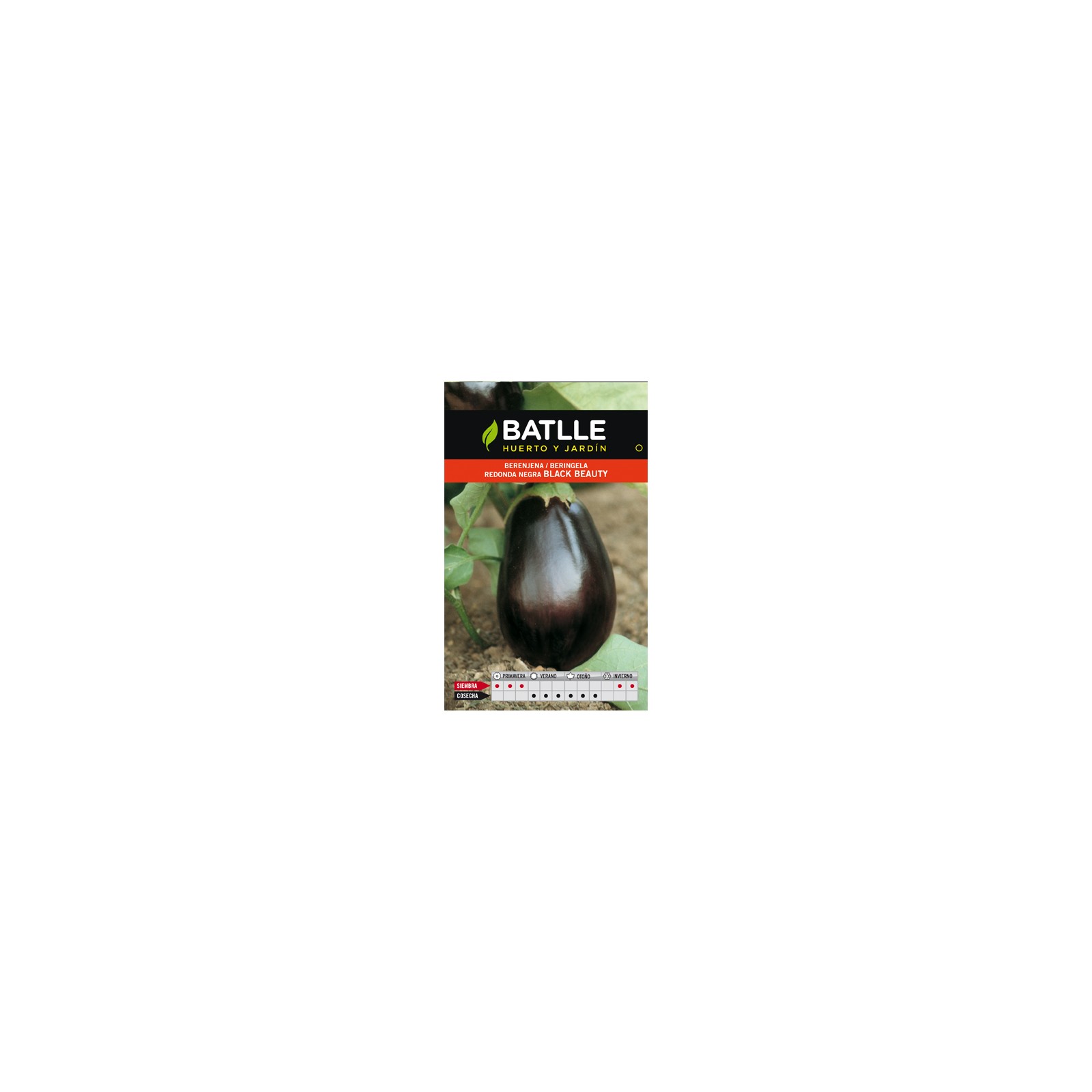 Black Beauty Round Eggplant for Gardening