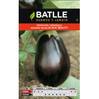 Black Beauty Round Eggplant for Gardening