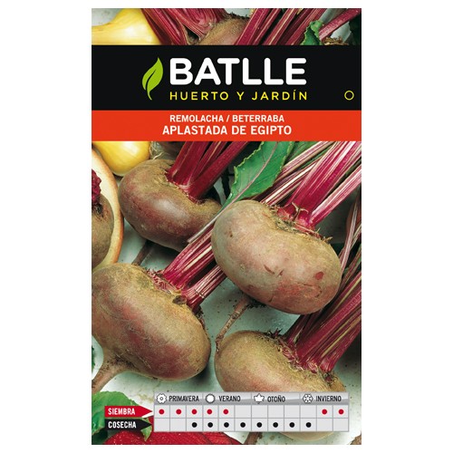 Flattened Table Beet Egypt for Culinary Use