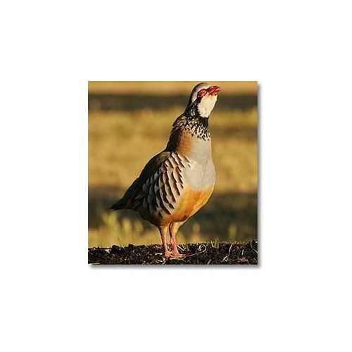 Partridge Celo and Hunting Mix 25 Kg