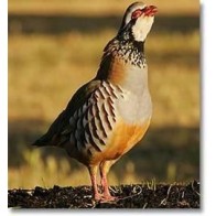 Partridge Celo and Hunting Mix 25 Kg