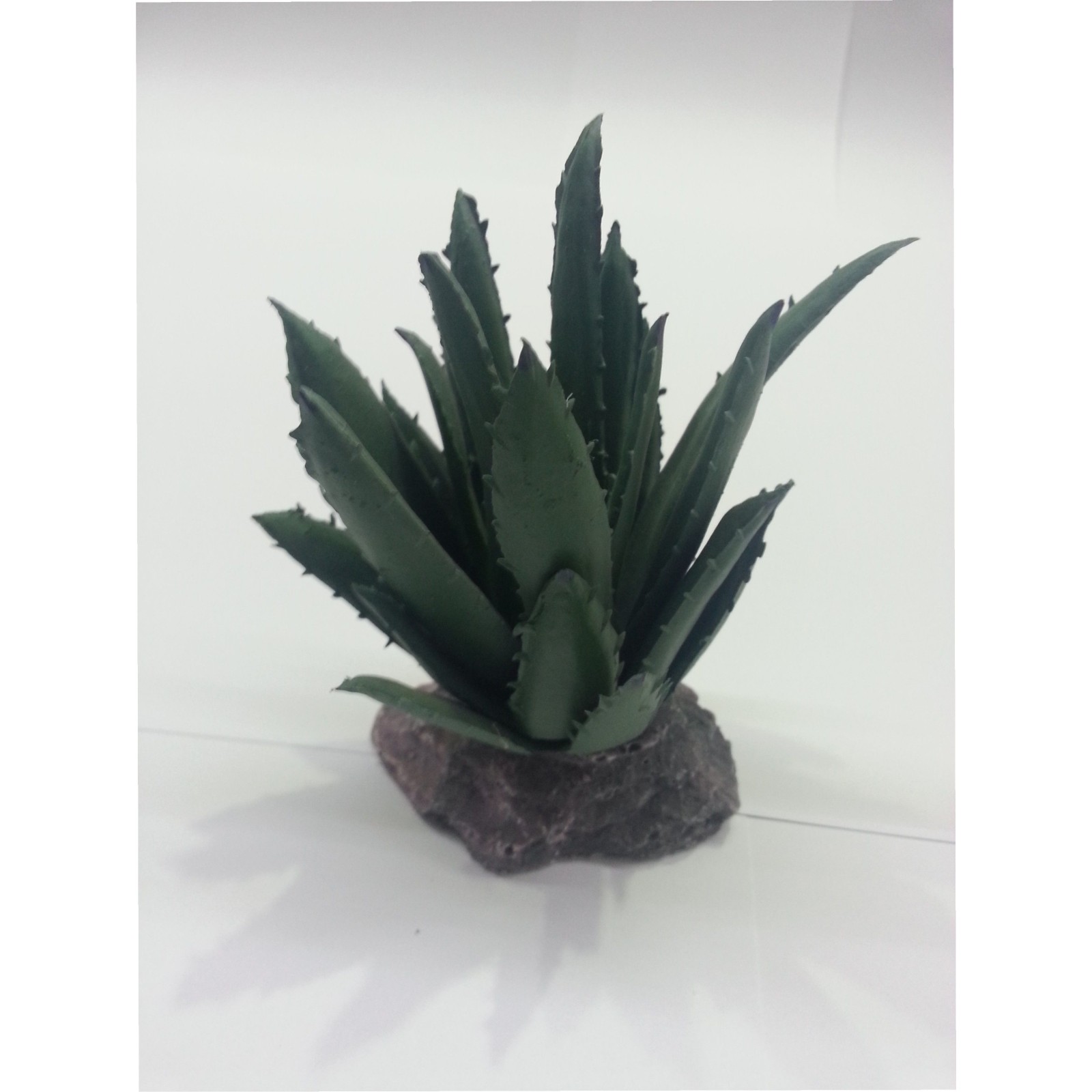 Sierra Madre Cactus 12cm - Hardy Indoor Plant