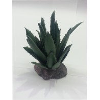 Cactus Sierra Madre 12cm - Planta de Interior Resistente