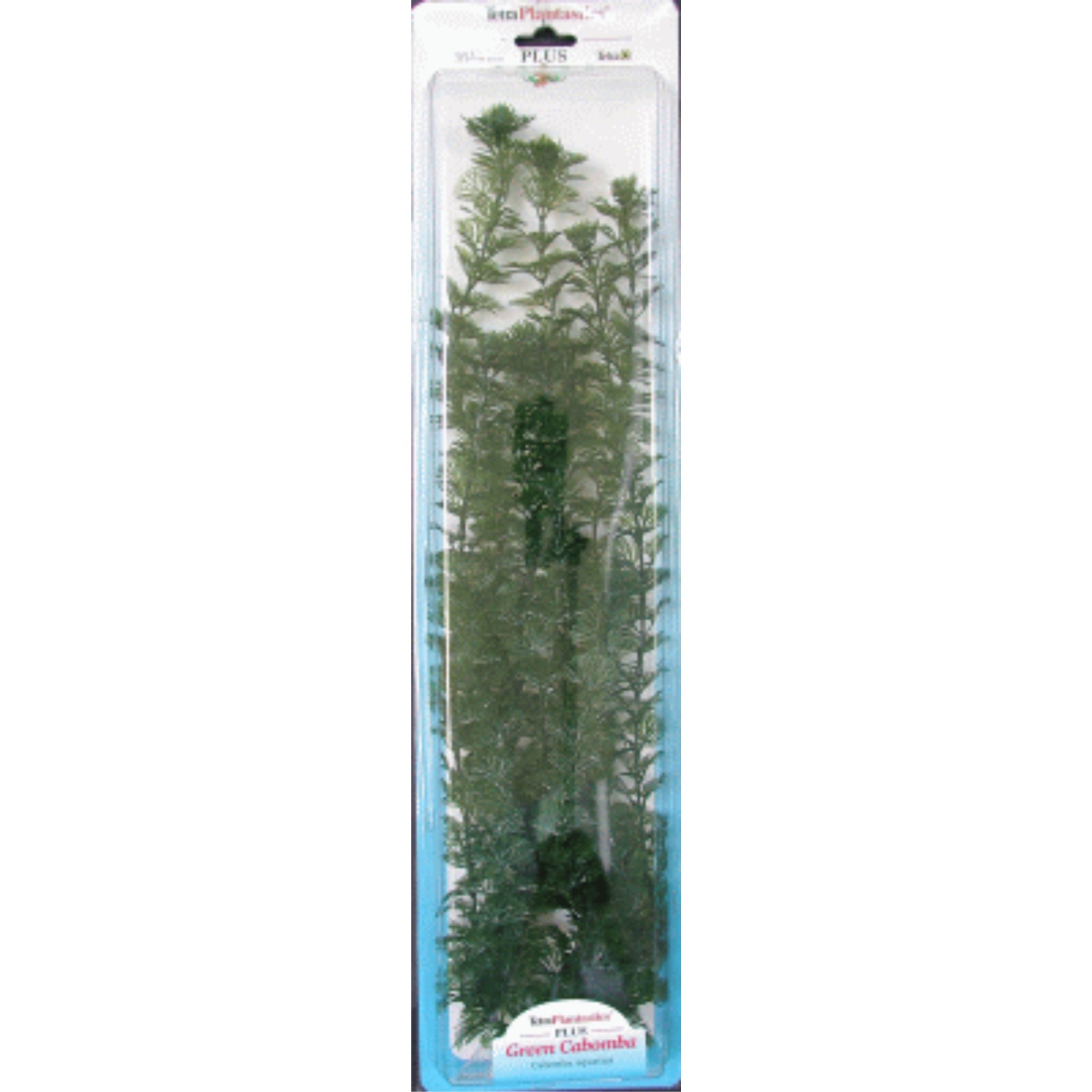 Plus Cabomba Plant for Aquariums