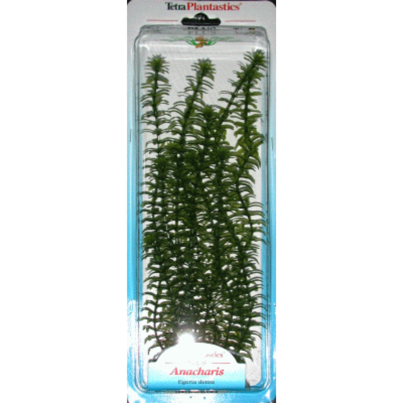 Anacharis Plus Aquatic Plant (28-33cm) for Aquariums