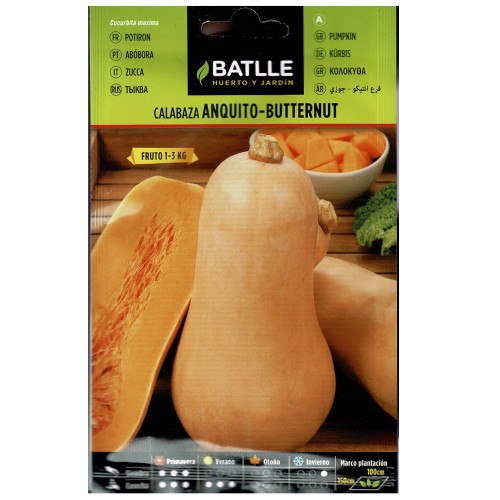 Calabaza Anquito-butternut Semilla