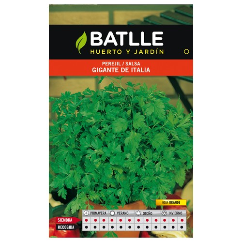 Giant Italy Parsley Seeds