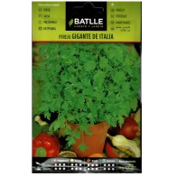 Giant Italy Parsley Seeds