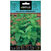 Spearmint Herb Seed Packet