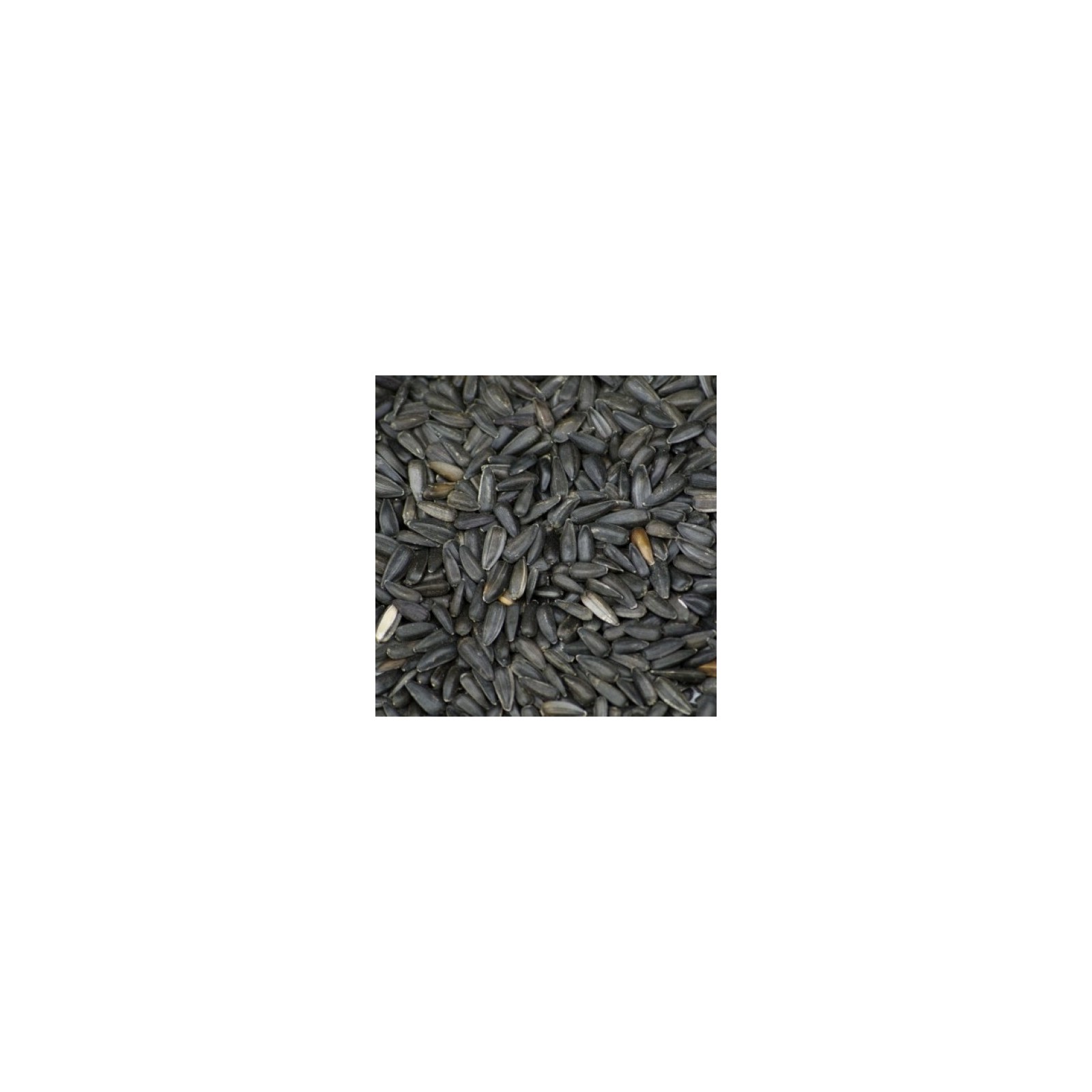 Nutritious Black Pipcorn 15kg for Birds