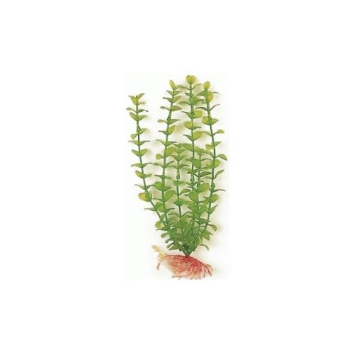 Green Bacopa Plant 20cm