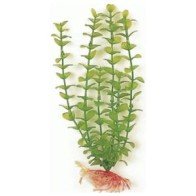 Green Bacopa Plant 20cm