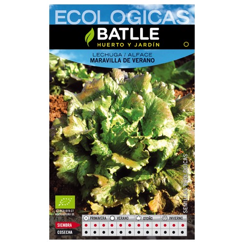 Summer Marvel Lettuce - Eco