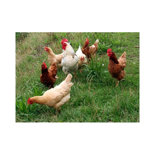 Poultry Feed 35 Kg