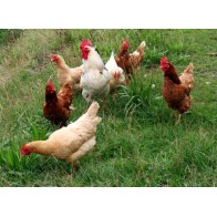 Poultry Feed 35 Kg